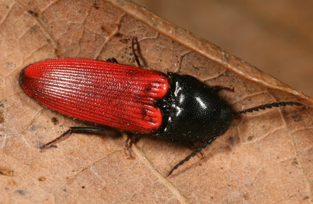 Ampedus