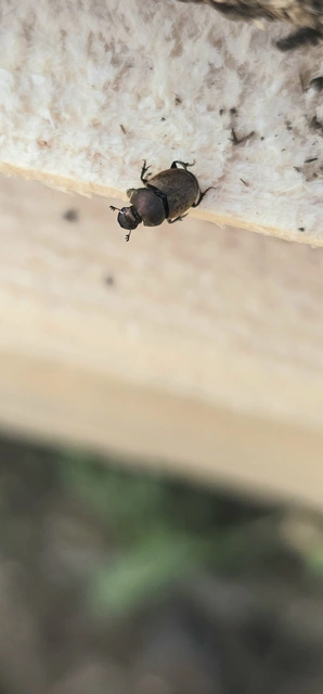 Onthophagus coenobita - rezes trágyatúró