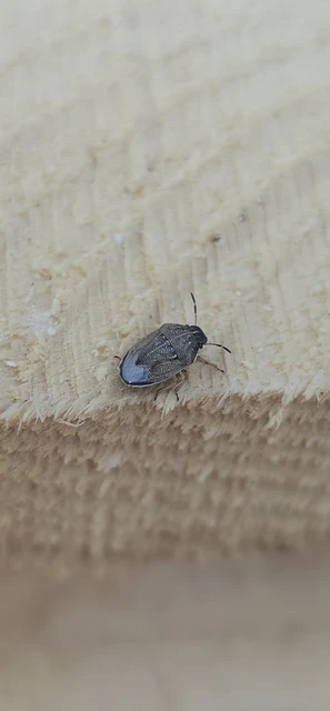 Neottiglossa pusilla - feketehasú címerespoloska Neottiglossa pusilla - feketehasú címerespoloska