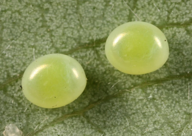 Smerinthus ocellatus - esti pávaszem
