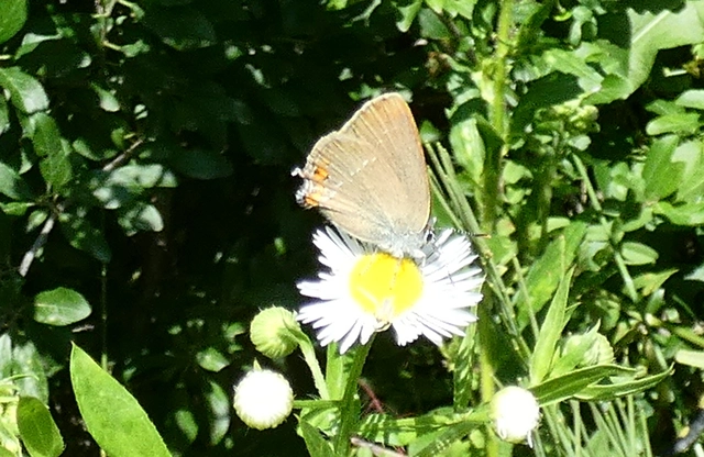Satyrium acaciae - akác-csücsköslepke