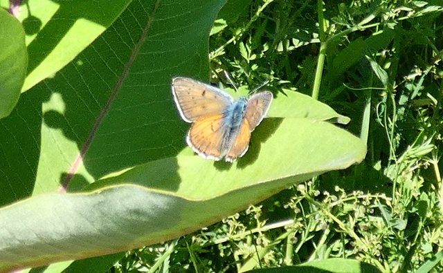 Lycaena alciphron - ibolyás tűzlepke
