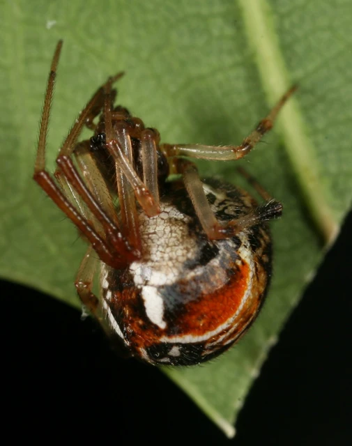 Parasteatoda lunata - holdas törpepók