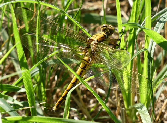 Orthetrum cancellatum - feketefarkú pásztorszitakötő