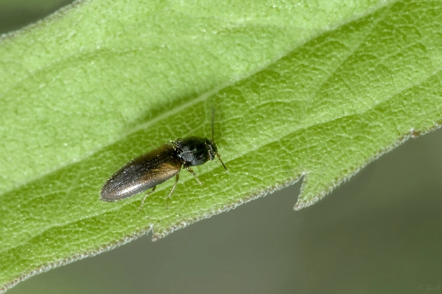 Adrastus rachifer - közönséges cserjepattanó