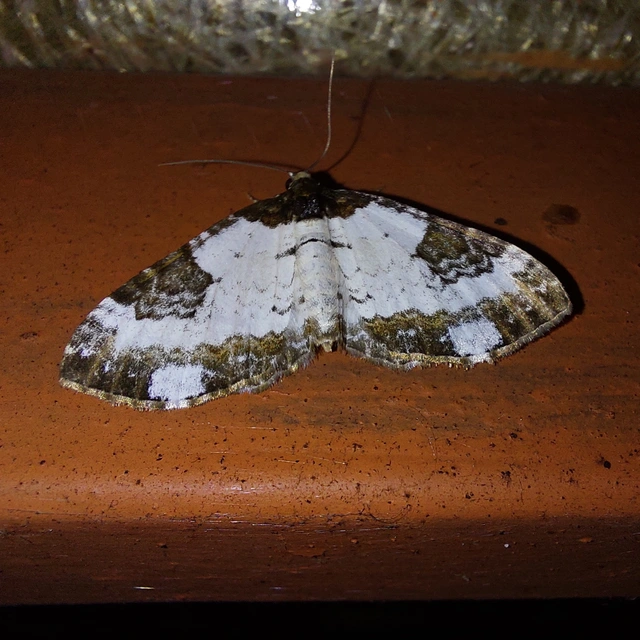 Melanthia procellata - hullámos tarkaaraszoló