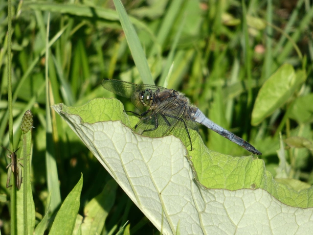 Orthetrum cancellatum - feketefarkú pásztorszitakötő