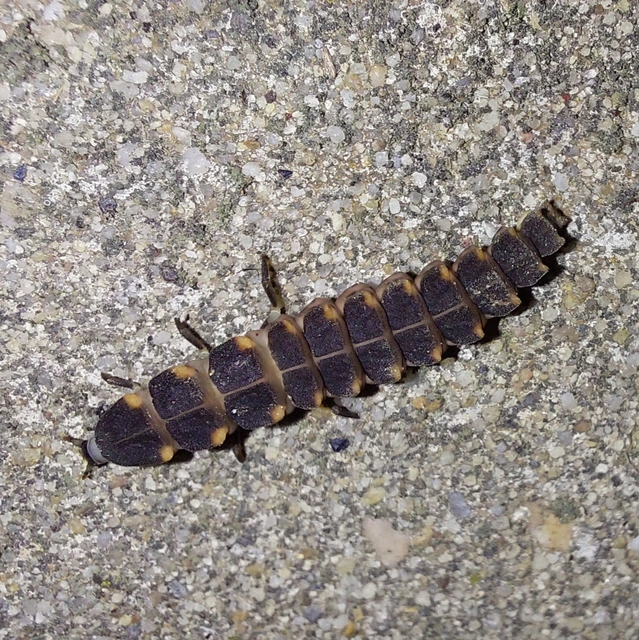 Lampyris noctiluca - nagy szentjánosbogár