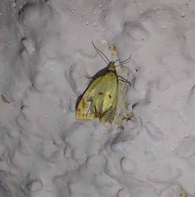 Agapeta hamana - közönséges sárgamoly