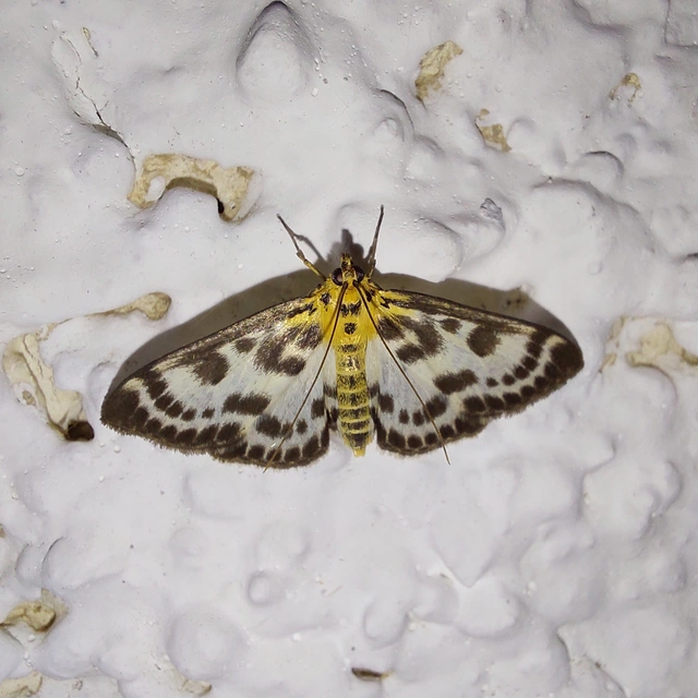 Anania hortulata - tarka csalánmoly