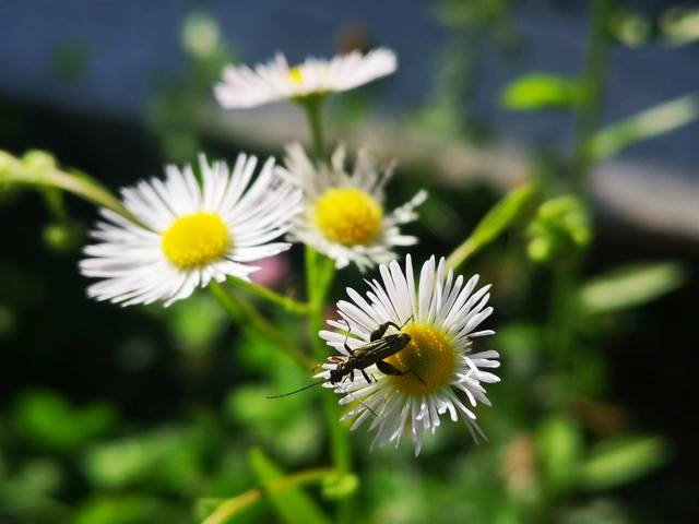 Oedemera flavipes - sárgalábú álcincér Oedemera flavipes - sárgalábú álcincér