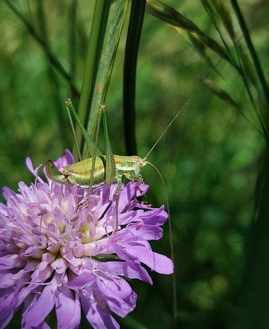 Leptophyes albovittata - közönséges virágszöcske