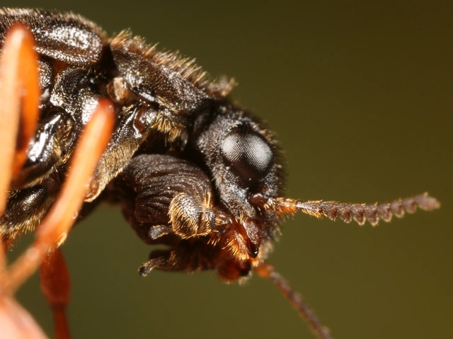 Hylecoetus dermestoides - penésztenyésztő fabogár