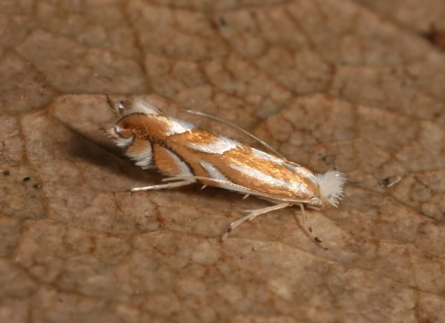 Phyllonorycter