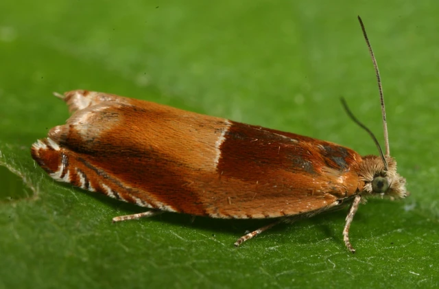 Ancylis mitterbacheriana - tölgysodró horgasmoly