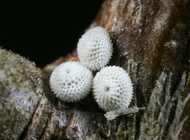 Thecla betulae - nyírfalepke
