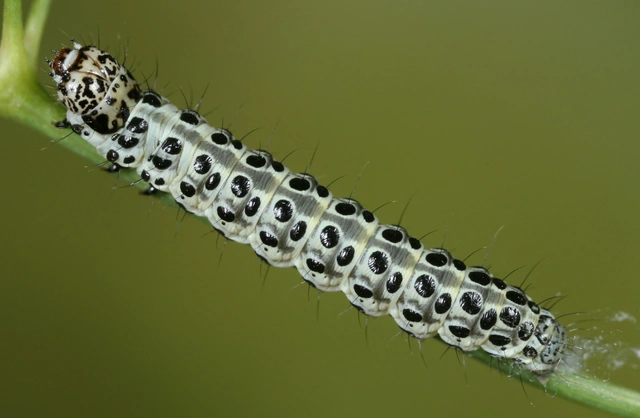 Sitochroa palealis - kénszárnyú dudvamoly
