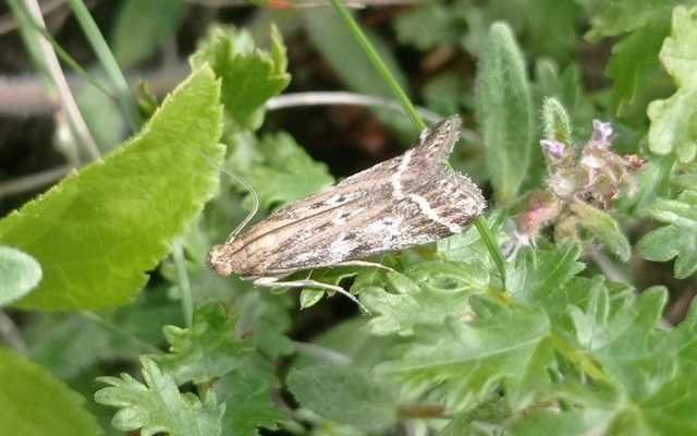 Pempeliella ornatella - díszes karcsúmoly