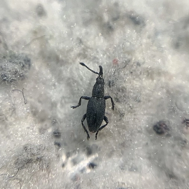 Ceratapion penetrans - lapátlábú cickányormányos Ceratapion penetrans - lapátlábú cickányormányos