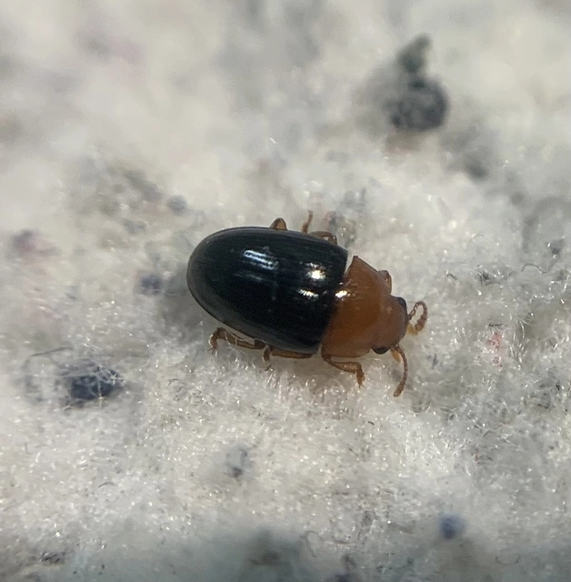 Triplax lepida - csinos tarbogár