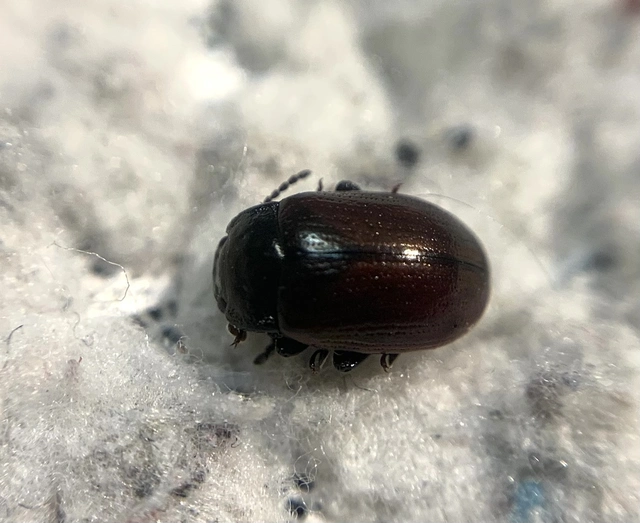 Chrysolina marginata - nyúlánk szegélyeslevelész