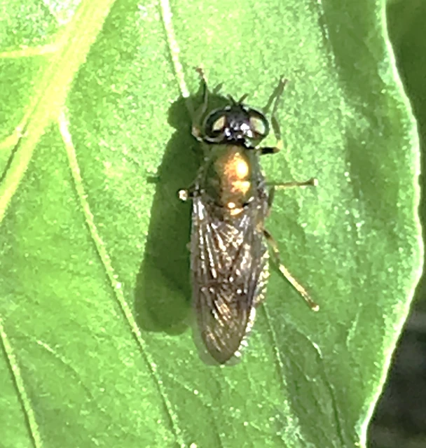 Stratiomyidae - katonalégyfélék