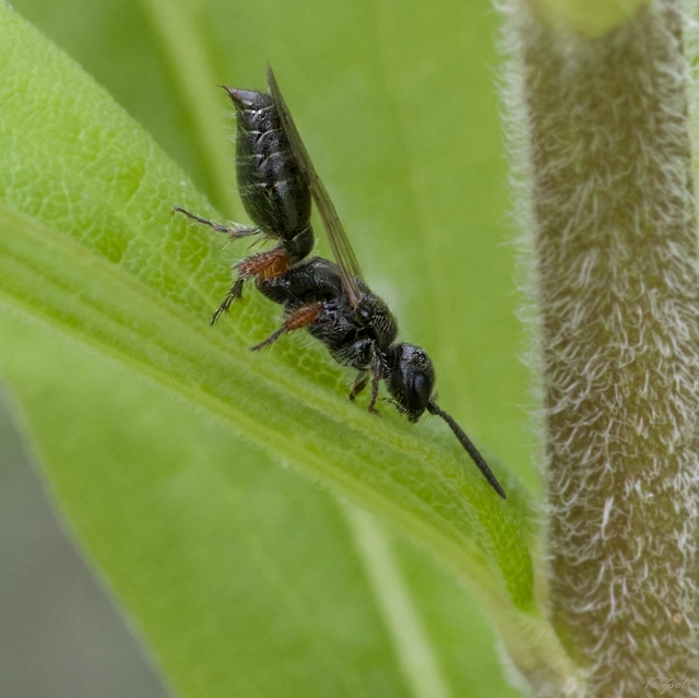 Tiphia femorata
