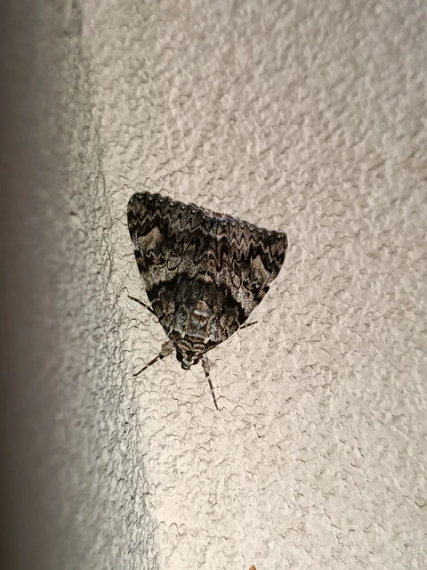Catocala promissa - kis tölgyfa-övesbagoly