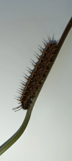 Argynnis paphia - nagy gyöngyházlepke