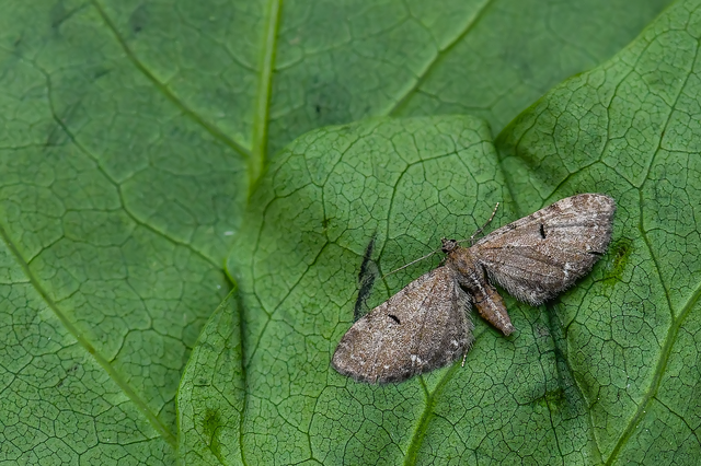 Eupithecia absinthiata - üröm-törpearaszoló