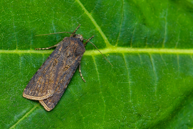 Agrotis segetum - vetési földibagoly