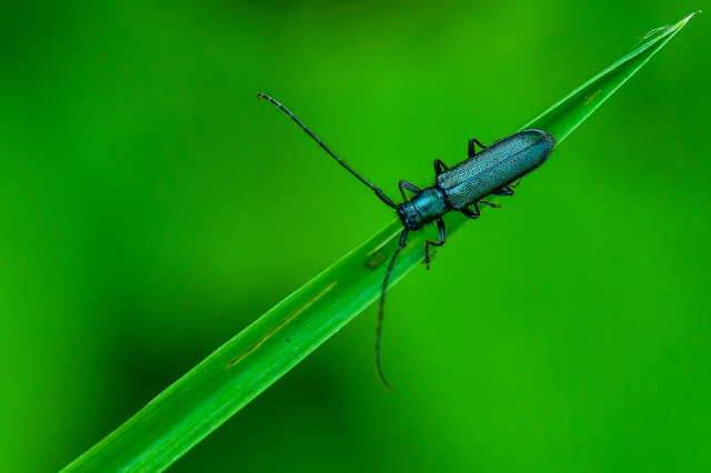 Agapanthia violacea - kék somkórócincér