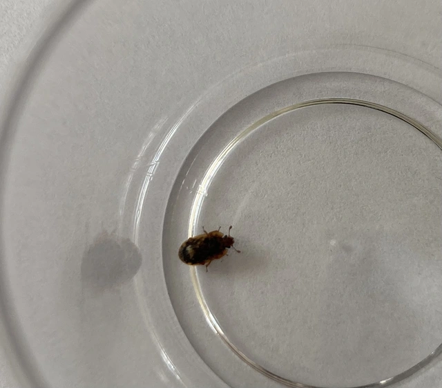 Soronia grisea - pettyegetett fénybogár Soronia grisea - pettyegetett fénybogár