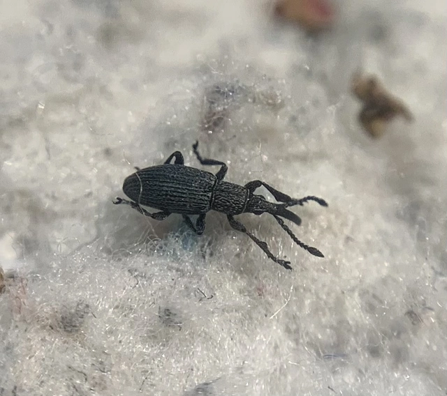 Ceratapion penetrans - lapátlábú cickányormányos Ceratapion penetrans - lapátlábú cickányormányos