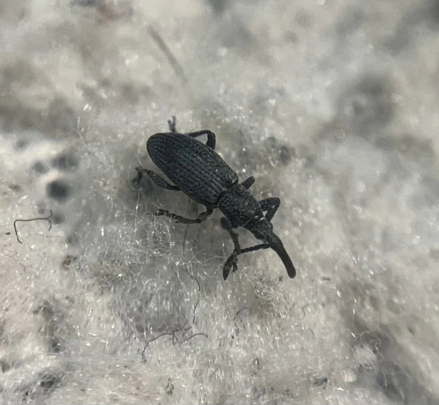 Ceratapion penetrans - lapátlábú cickányormányos Ceratapion penetrans - lapátlábú cickányormányos