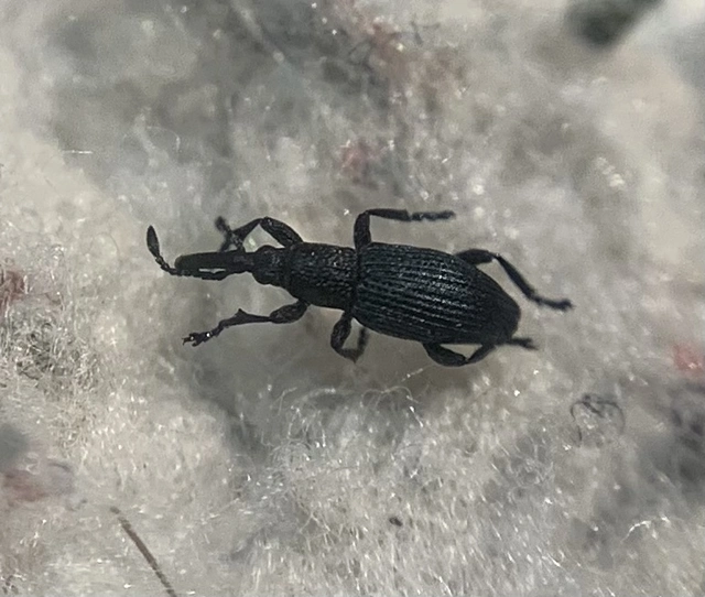 Ceratapion penetrans - lapátlábú cickányormányos Ceratapion penetrans - lapátlábú cickányormányos