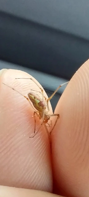 Tetragnatha