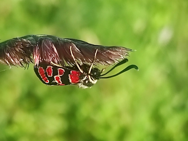 Zygaena carniolica - fehérgyűrűs csüngőlepke