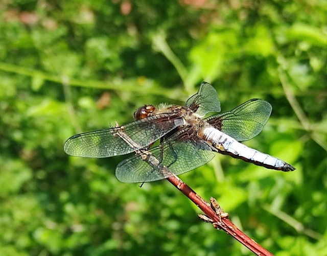 Libellula depressa - széles laposacsa