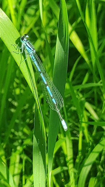 Coenagrion puella - azúrkék légivadász