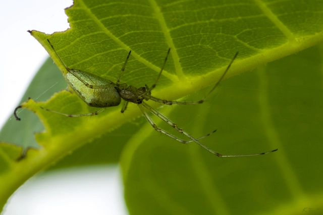 Tetragnatha