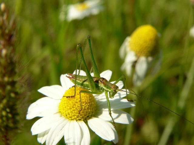 Leptophyes albovittata - közönséges virágszöcske
