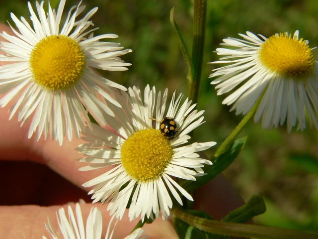 Coccinula quatuordecimpustulata - feketesárga katóka