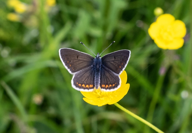 Aricia artaxerxes issekutzi - bükki szerecsenboglárka