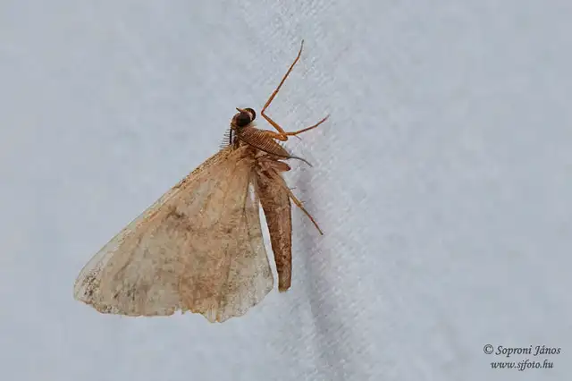 Peribatodes