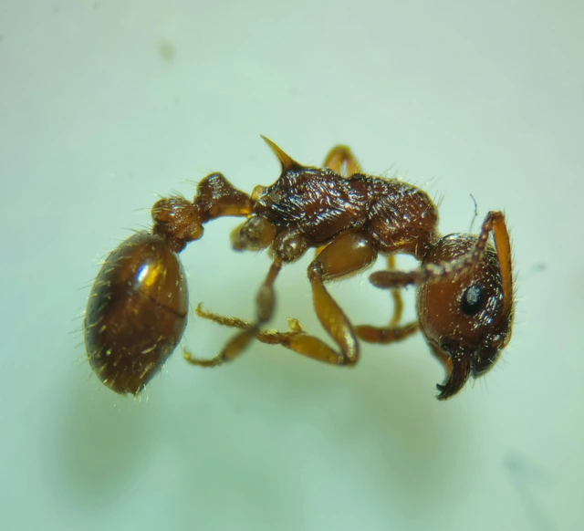 Myrmica ruginodis - erdei bütyköshangya