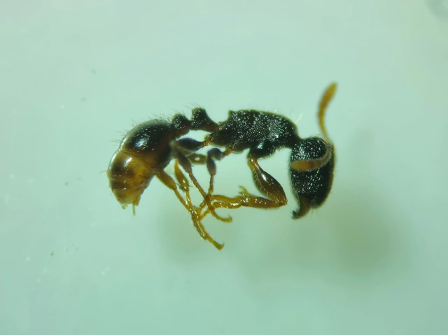 Tetramorium moravicum - morva gyepihangya