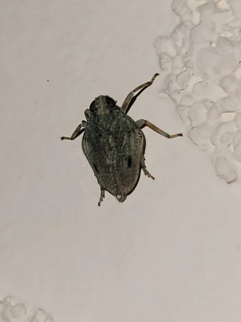 Issus coleoptratus