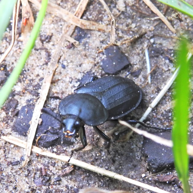 Silpha obscura - közönséges dögbogár