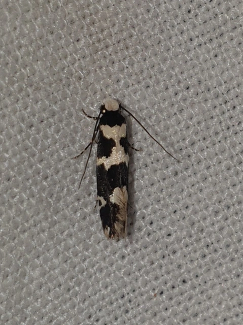 Neurothaumasia ankerella - magyarmoly